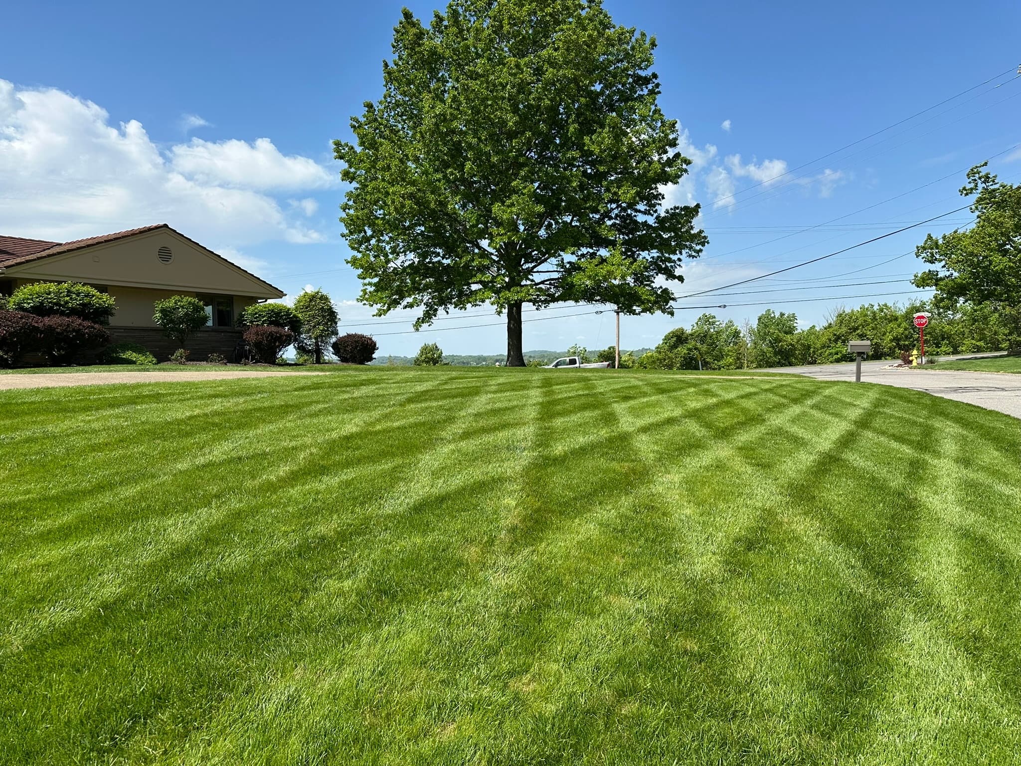 Thick green lawn showing the dense turf targeted by aeration and overseeding