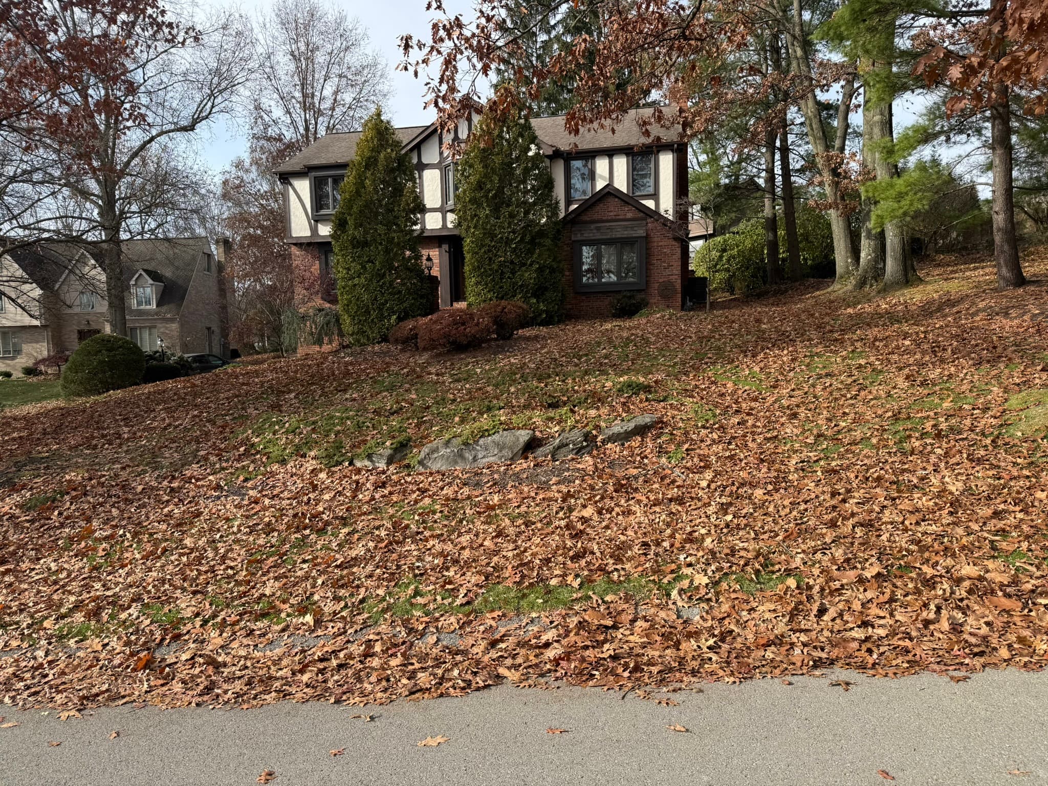 Leaf-covered yard before seasonal leaf removal service